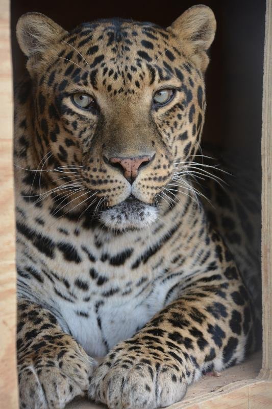 Reports on Help Rescued Big Cats in Arizona GlobalGiving