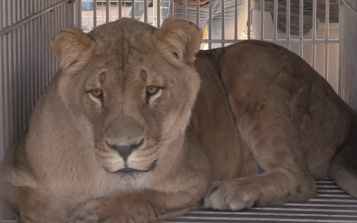 Help Rescued Big Cats in Arizona