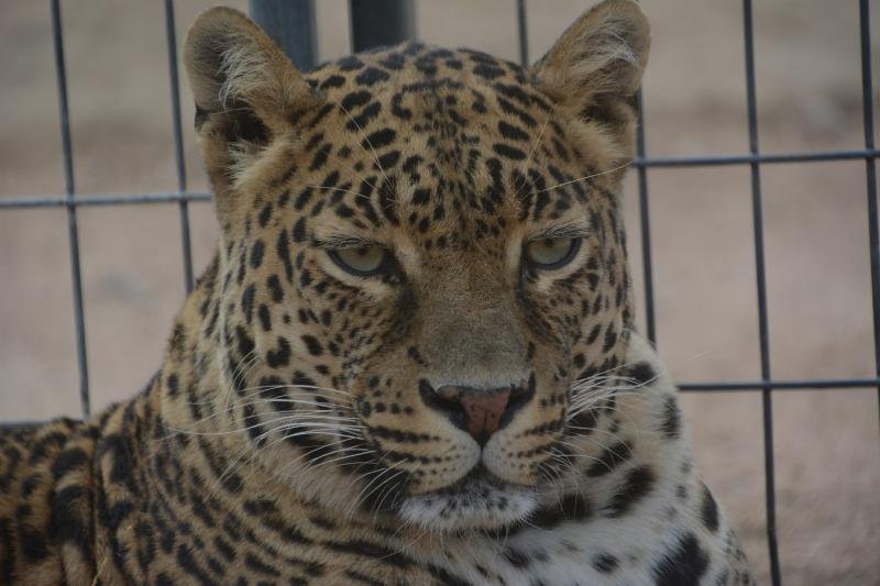 Help Rescued Big Cats in Arizona