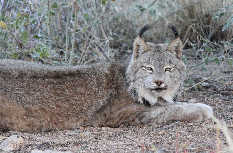 Reports on Help Rescued Big Cats in Arizona GlobalGiving