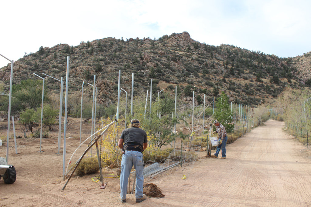 Help Rescued Big Cats in Arizona