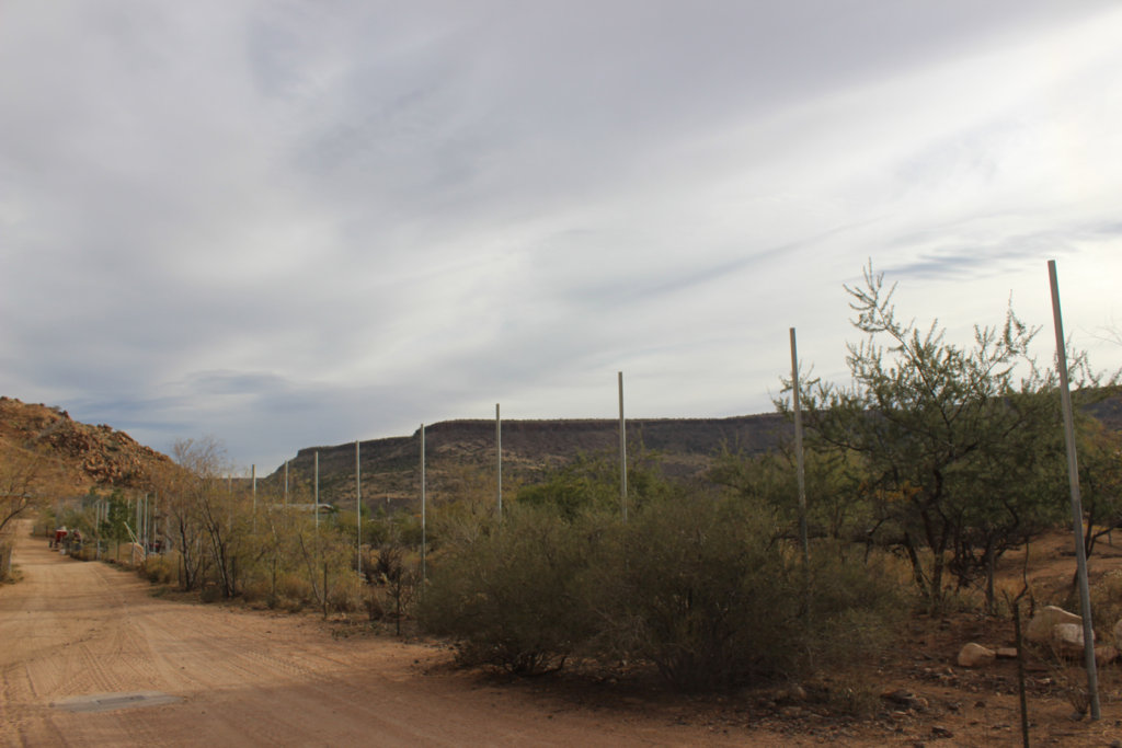 Help Rescued Big Cats in Arizona