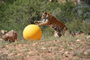 Skylar Playing With Enrichment Ball