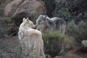 Bonyanita & Shadow Reunited (Mother and Son)