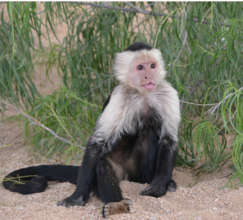 Roscoe in his new habitat