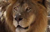 Help Rescued Big Cats in Arizona