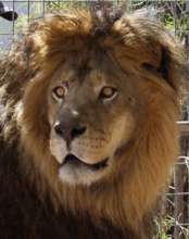 Help Rescued Big Cats in Arizona