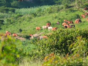 Cows in Rwenena, 2017