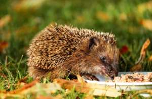 Don't give hedgehogs milk! They love meaty catfood