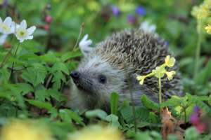 Hedgehog in your garden???