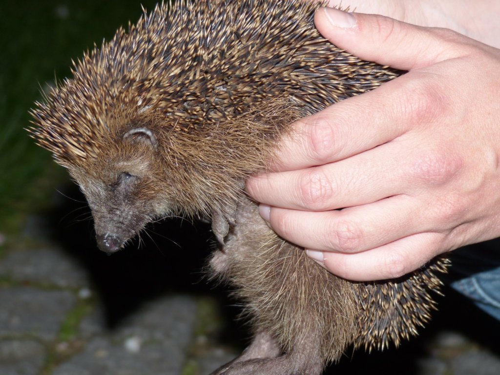 Help Save the Royal Hedgehogs!