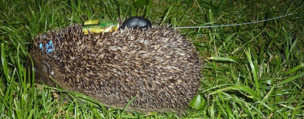 Help Save the Royal Hedgehogs!