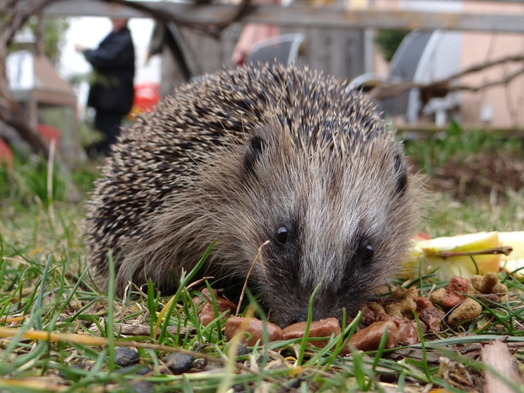 Reports on Help Save the Royal Hedgehogs! GlobalGiving
