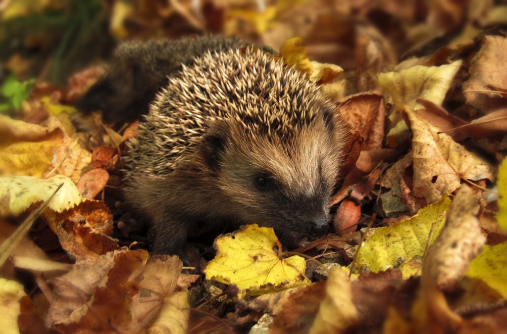 Help Save the Royal Hedgehogs!