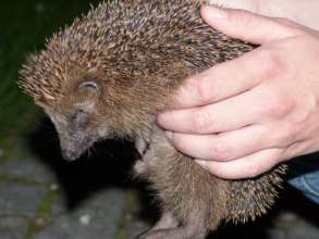 handling a hedgehog