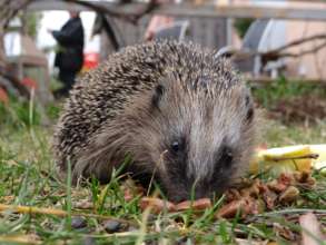 finding food in park
