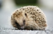 Help Save the Royal Hedgehogs!