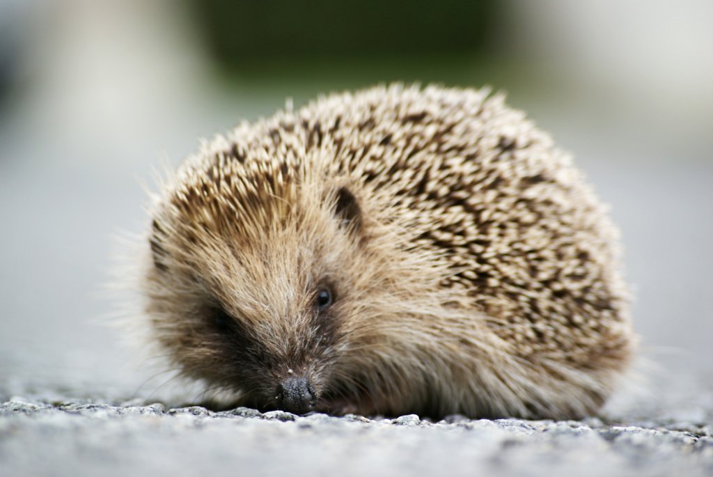 Help Save the Royal Hedgehogs!
