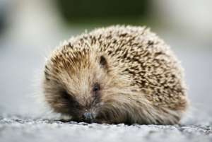 Help Save the Royal Hedgehogs!