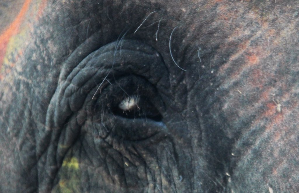 Help Indian Elephants Like Chanchal See Again