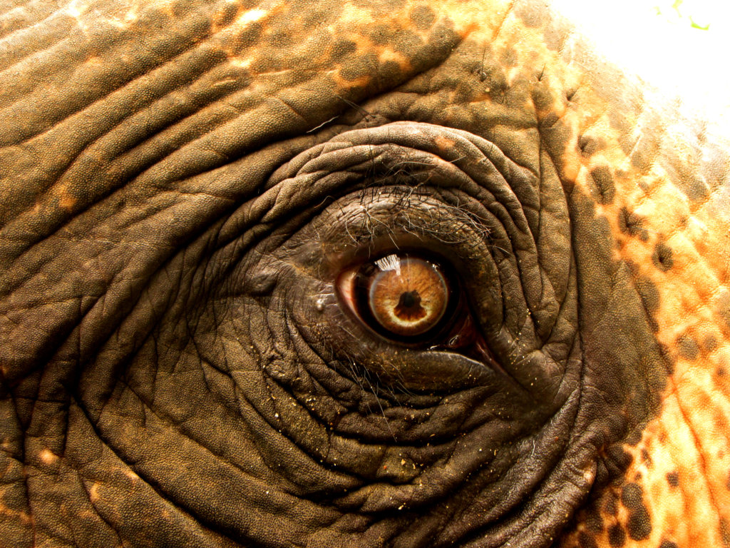 Help Indian Elephants Like Chanchal See Again