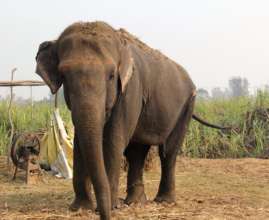 Chanchal