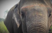 Help Indian Elephants Like Chanchal See Again