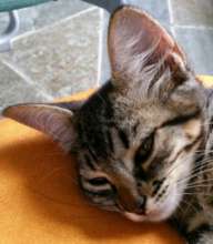 Tigrinho getting treated