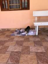 Princesa on her blanket