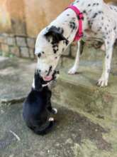 Pitaya and Wednesday