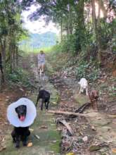 Pretinho and his friends talking a walk!