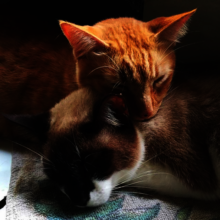 Simba and Best Friend cuddling