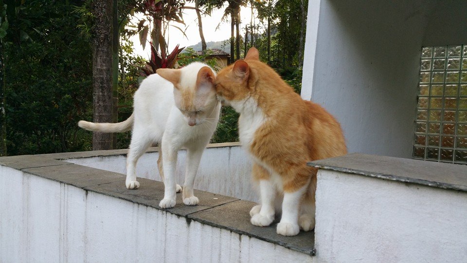 Cat friendships