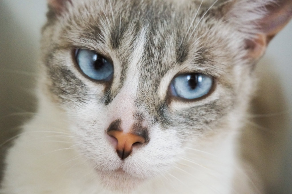 Help rescue shelter dogs & cats