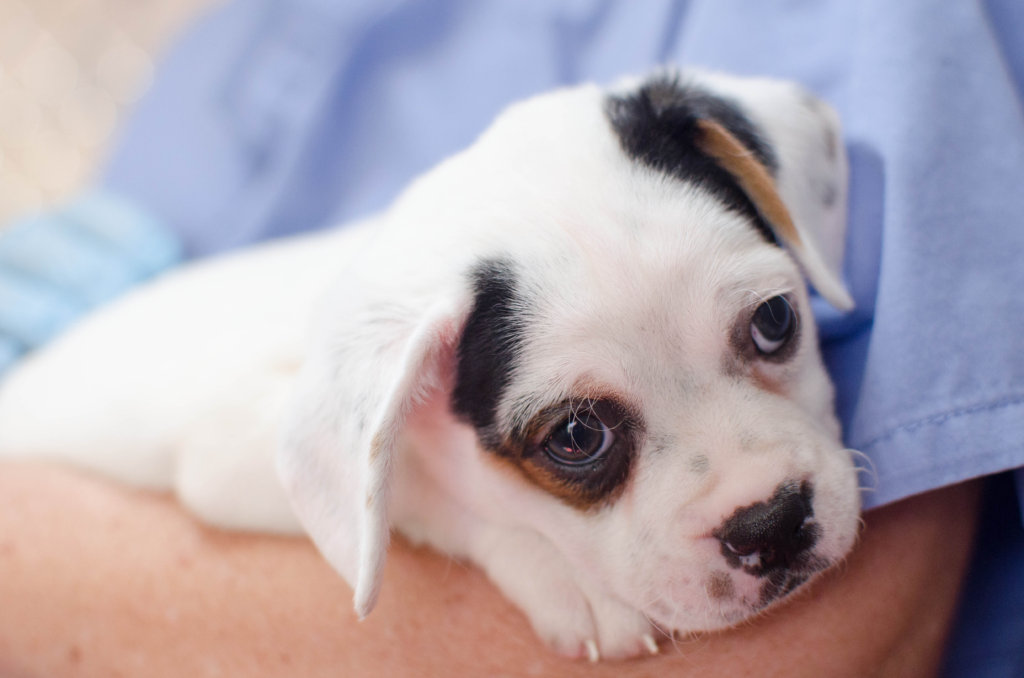 Help rescue shelter dogs & cats