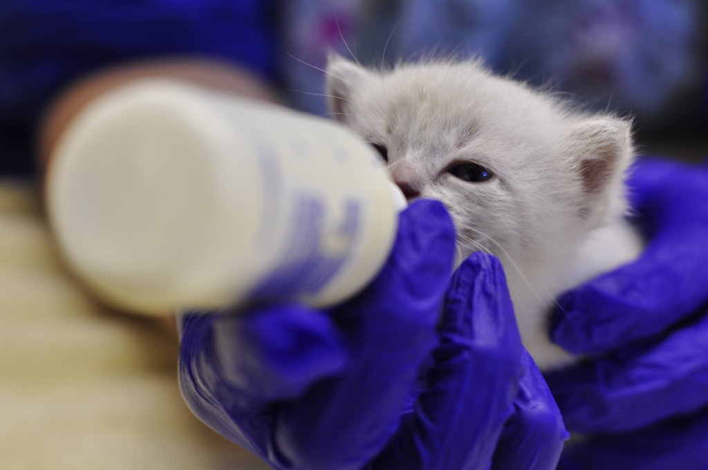 Help rescue shelter dogs & cats
