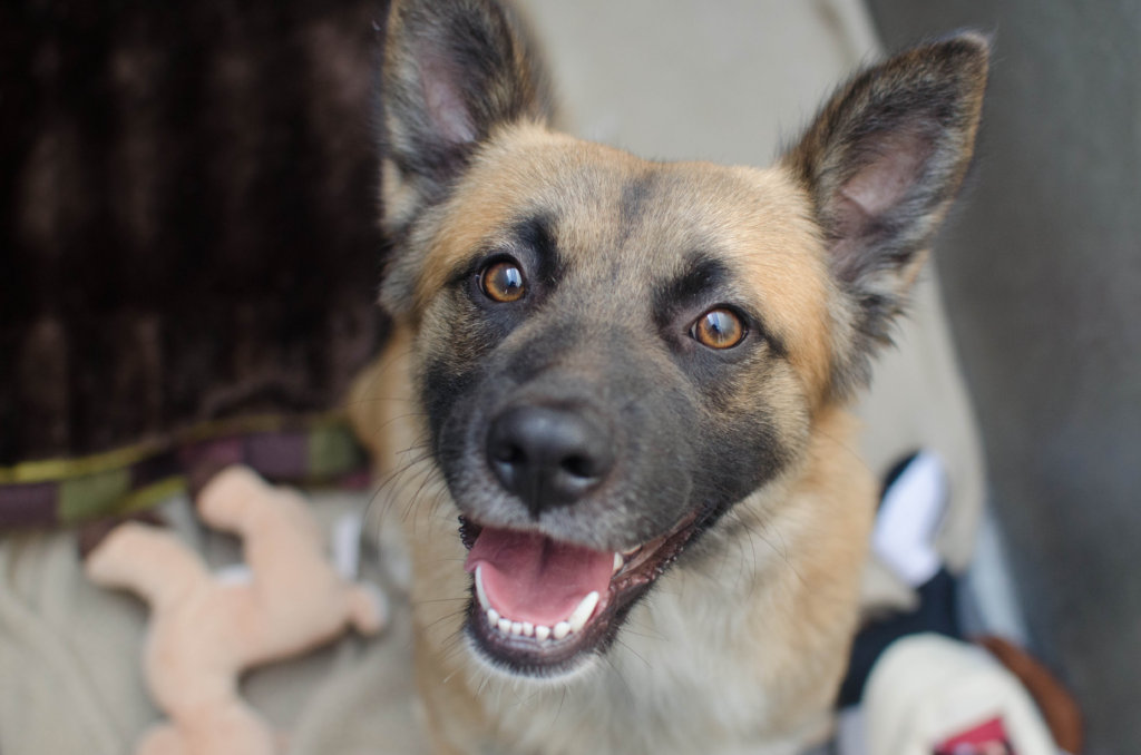 Help rescue shelter dogs & cats