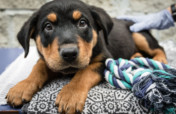 Help rescue shelter dogs & cats