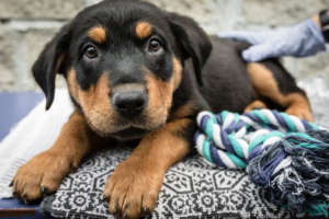 Help rescue shelter dogs & cats