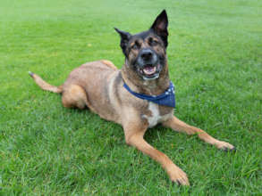 Champ, who's up for adoption!