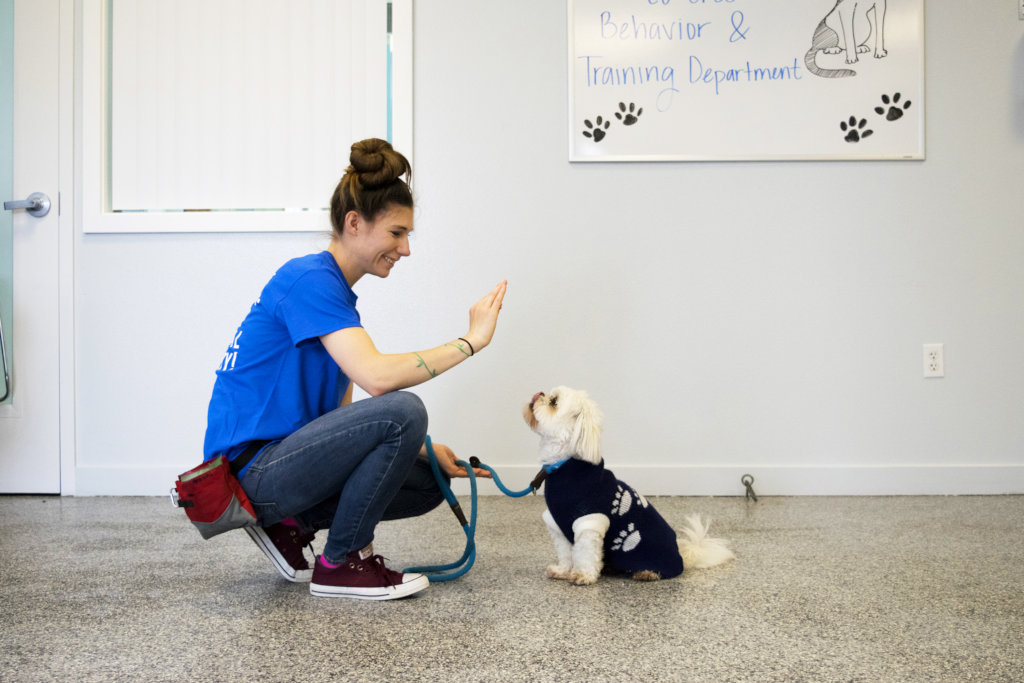 Obedience Training
