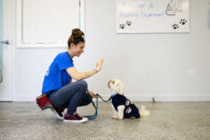 Obedience Training