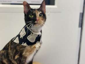 Bow ready for adoption