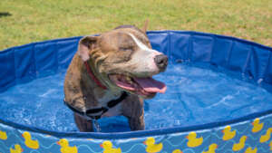 Dusty at summer camp