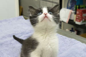 Mailbox kitty at 6 weeks old