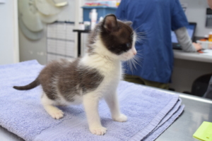 Mailbox kitty at 6 weeks old