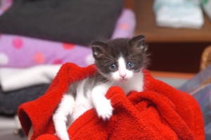 Mailbox kitty at 4 weeks old