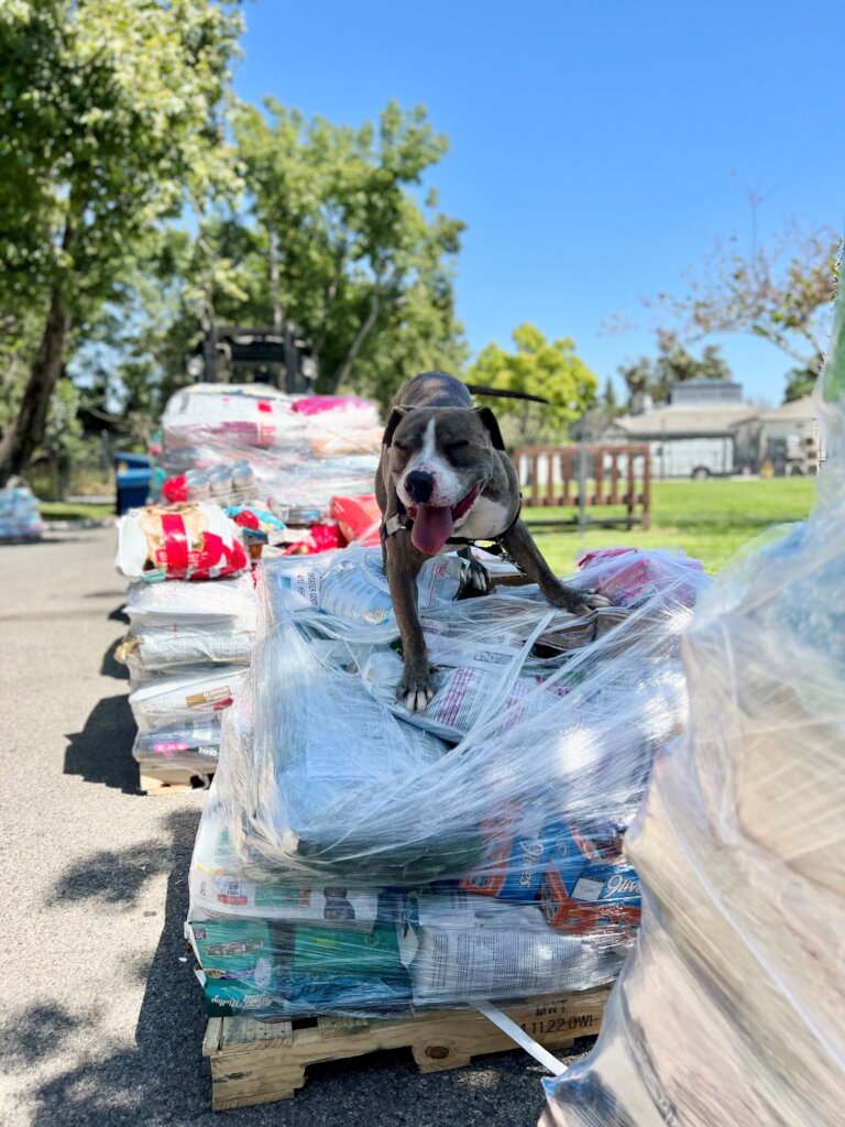 Dusty "helping" with donations