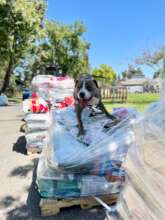 Dusty "helping" with donations