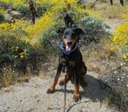 Indie, free from his abuser in the care of spcaLA